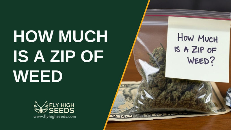 HOW MUCH IS A ZIP OF WEED featured image
