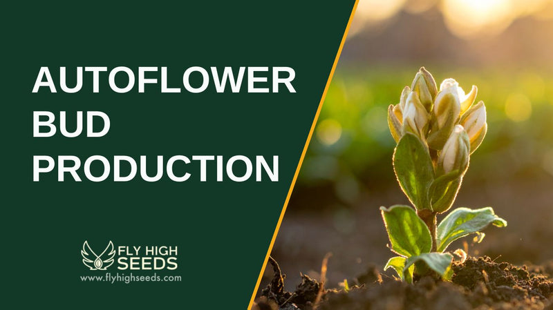 autoflower bud production featured image
