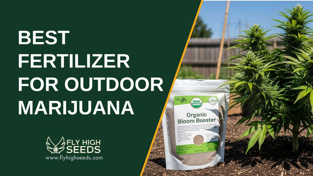 best fertilizer for outdoor marijuana featured image