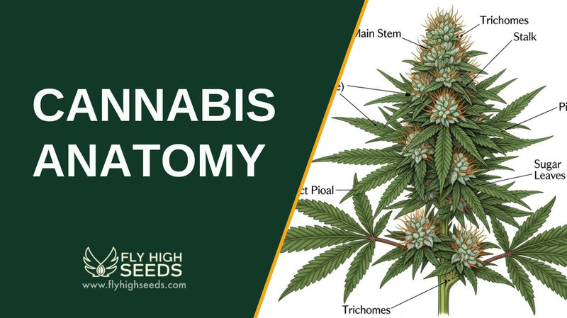 cannabis anatomy featured image