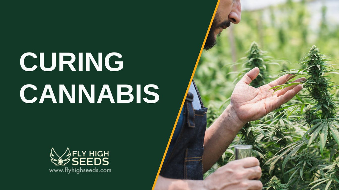 curing cannabis featured image