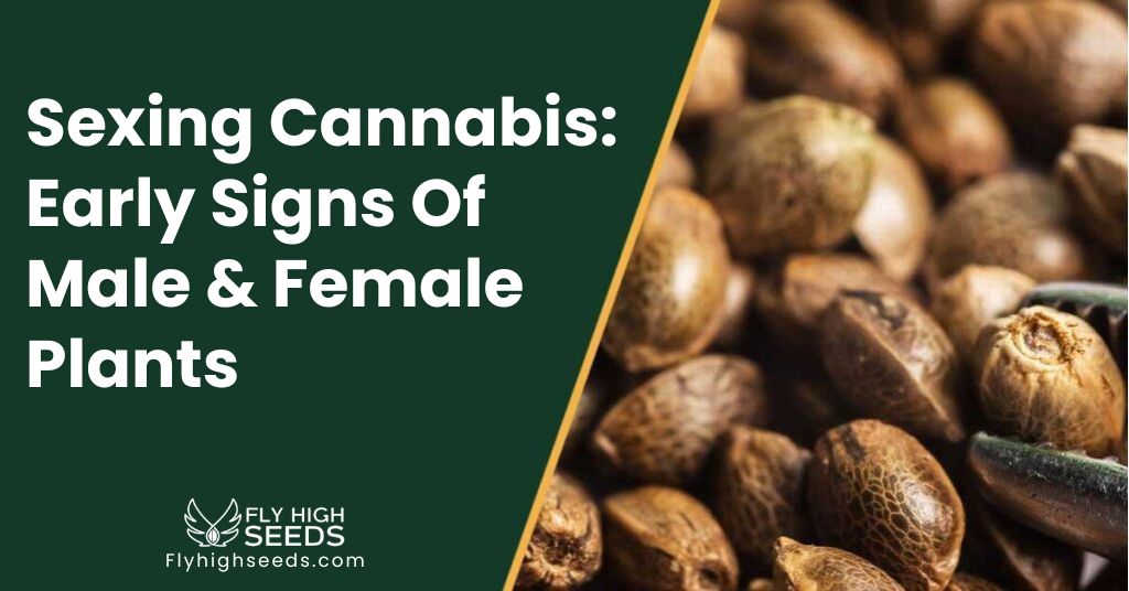 fly high seeds Early Signs Of Male & Female Plants