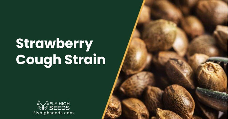 fly high seeds Strawberry Cough Strain