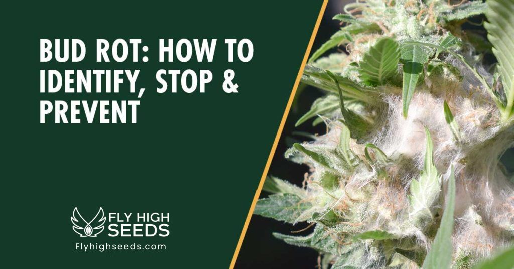 fly high seeds bud rot