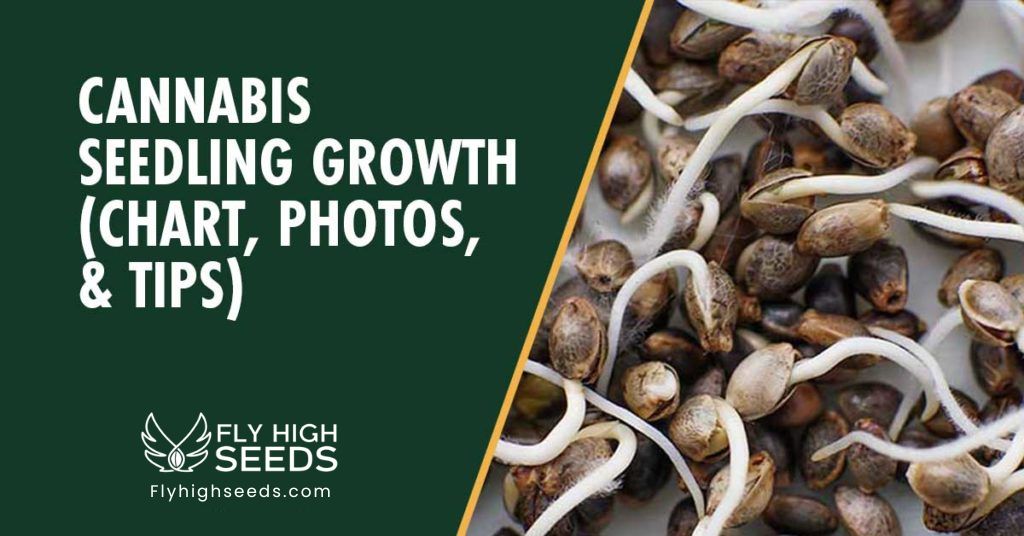 fly high seeds cannabis seedling growth