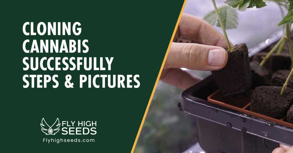 fly high seeds cloning cannabis
