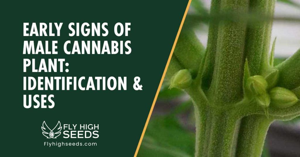 fly high seeds early signs of male plant