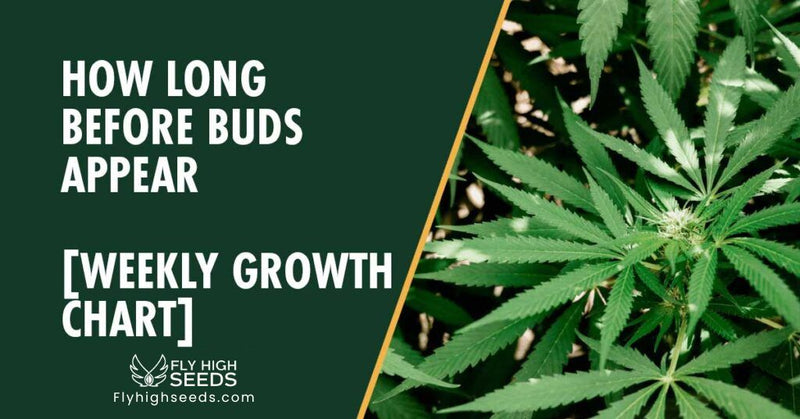 fly high seeds guides how long before buds appear