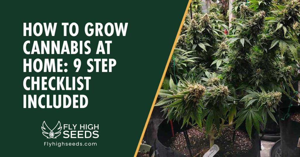 fly high seeds how to grow cannabis at home