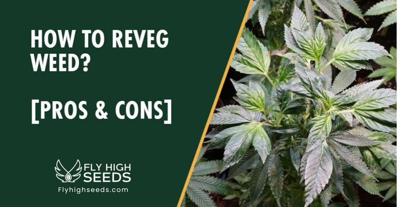 fly high seeds reveg weed