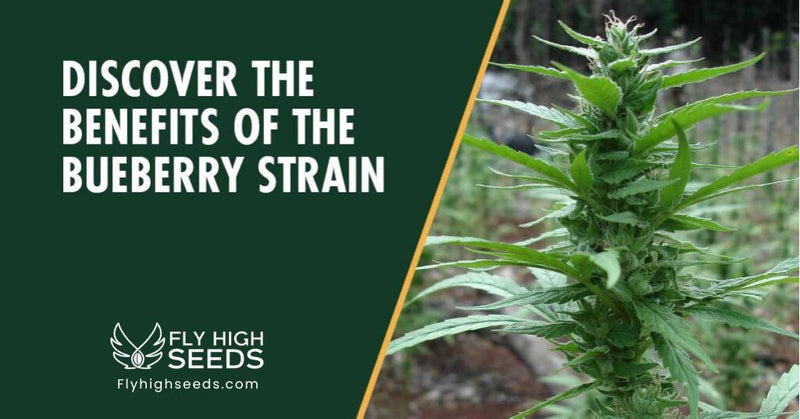 fly high seeds strains blueberry