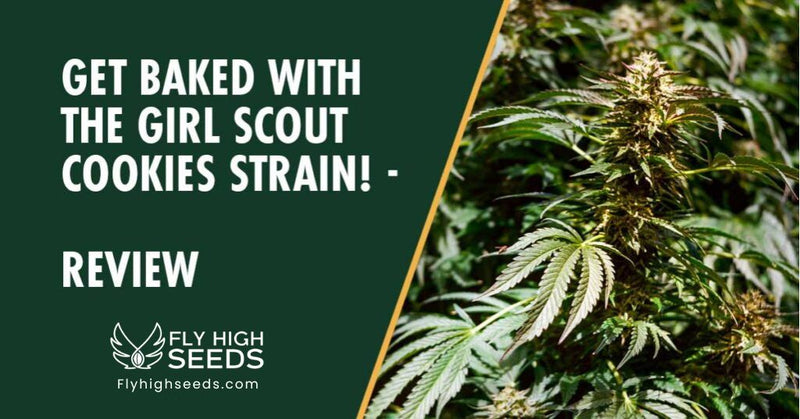 Get Baked With The Girl Scout Cookies Strain! - Review