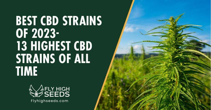 fly high seeds strains high cbd strains