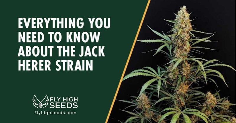 fly high seeds strains jack herer