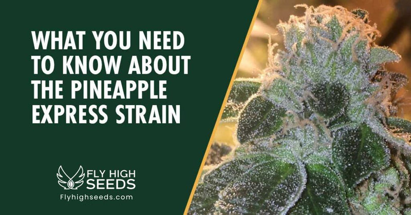 fly high seeds strains pineapple express