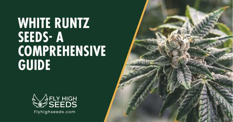 fly high seeds strains white runtz