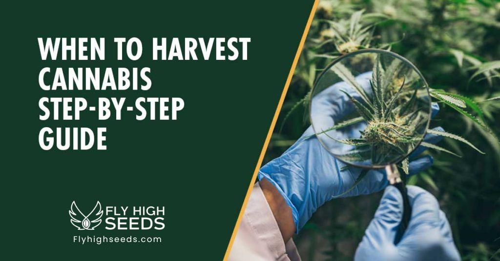 fly high seeds when to harvest marijuana