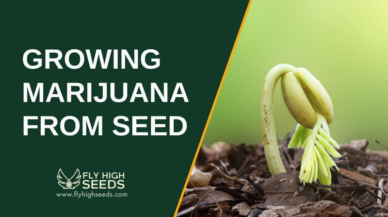 growing marijuana from seed featured image