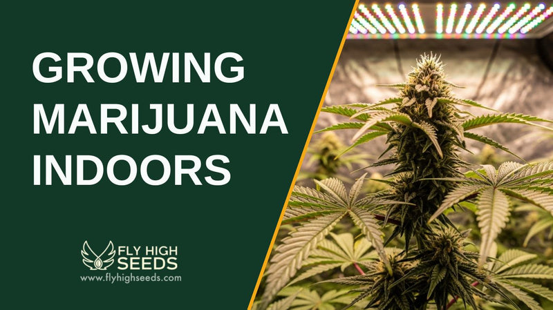 growing marijuana indoors featured image