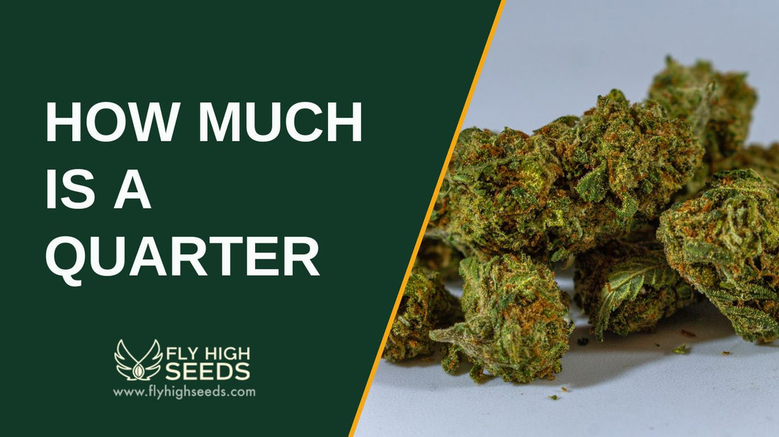 how much is a quarter featured image