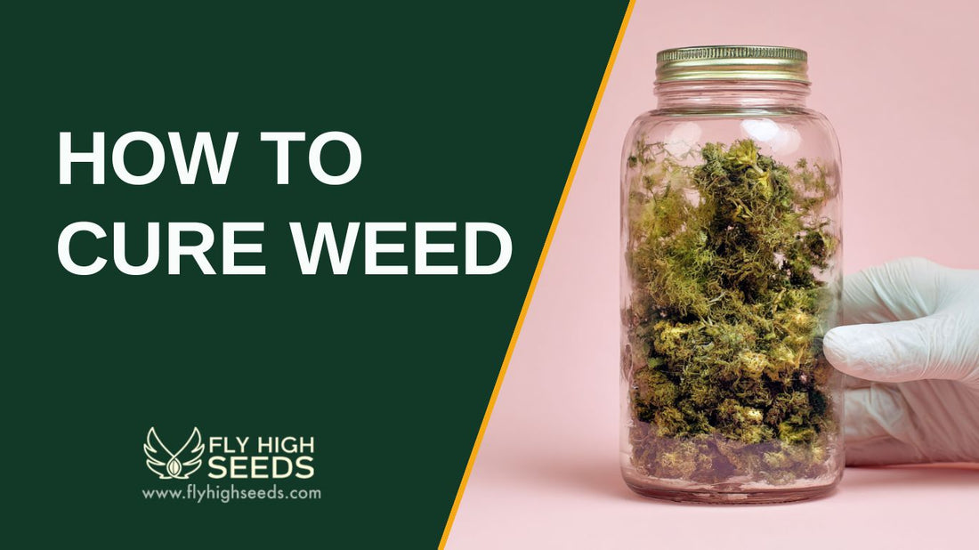 how to cure weed featured image