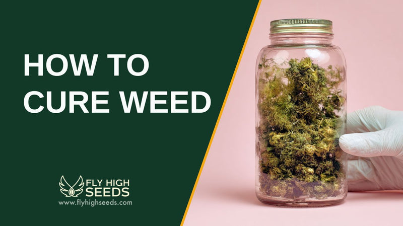 how to cure weed featured image
