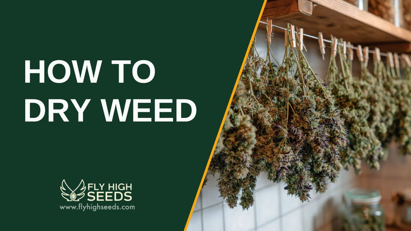how to dry weed featured image