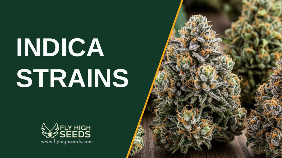 indica strains featured image