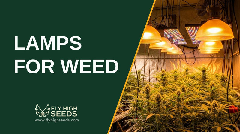 lamps for weed featured image