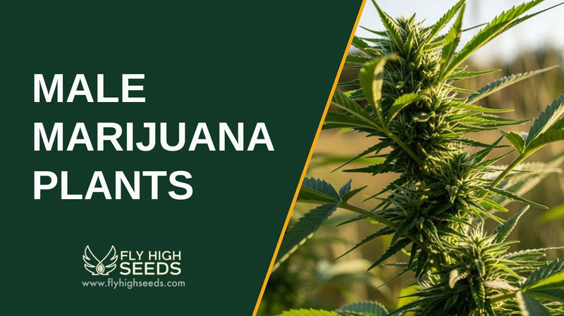 male marijuana plants featured image