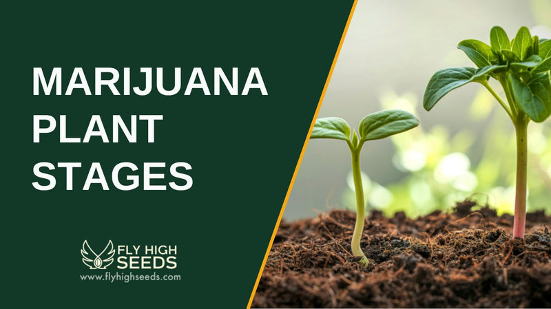 marijuana plant stages featured image