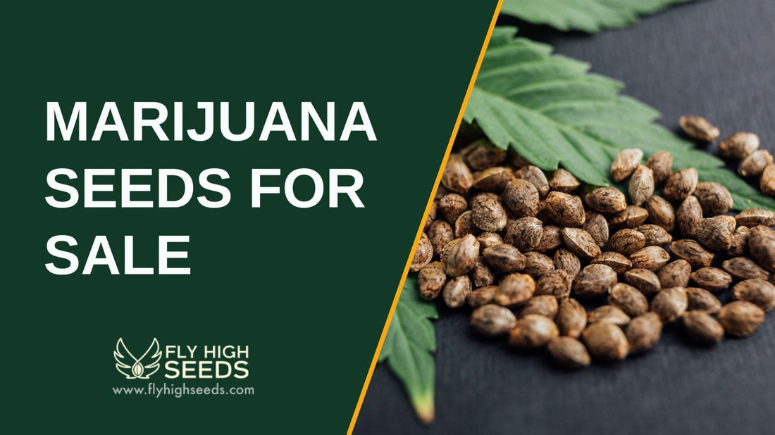 marijuana seeds for sale featured image