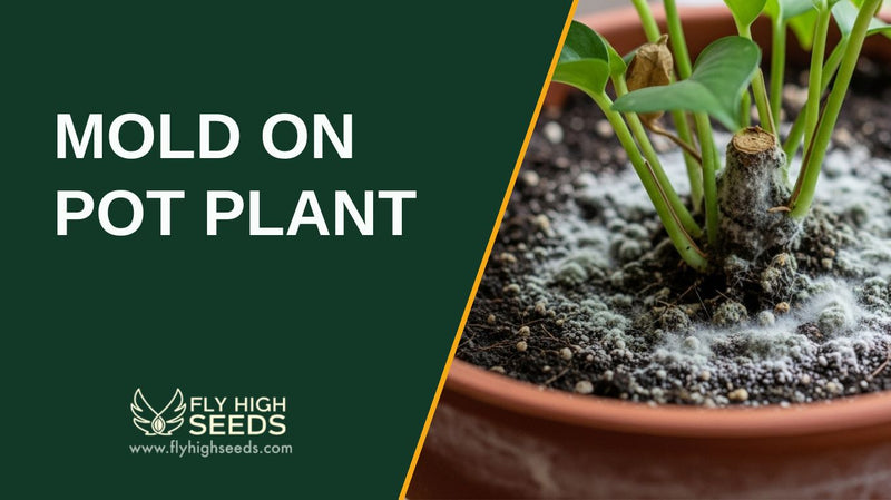 mold on pot plant featured image