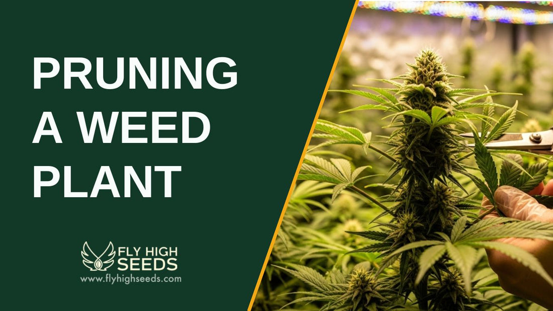 pruning a weed plant featured image