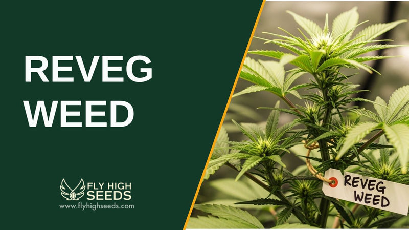 reveg weed featured image