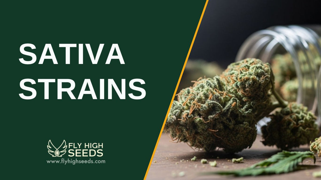 sativa strains featured image