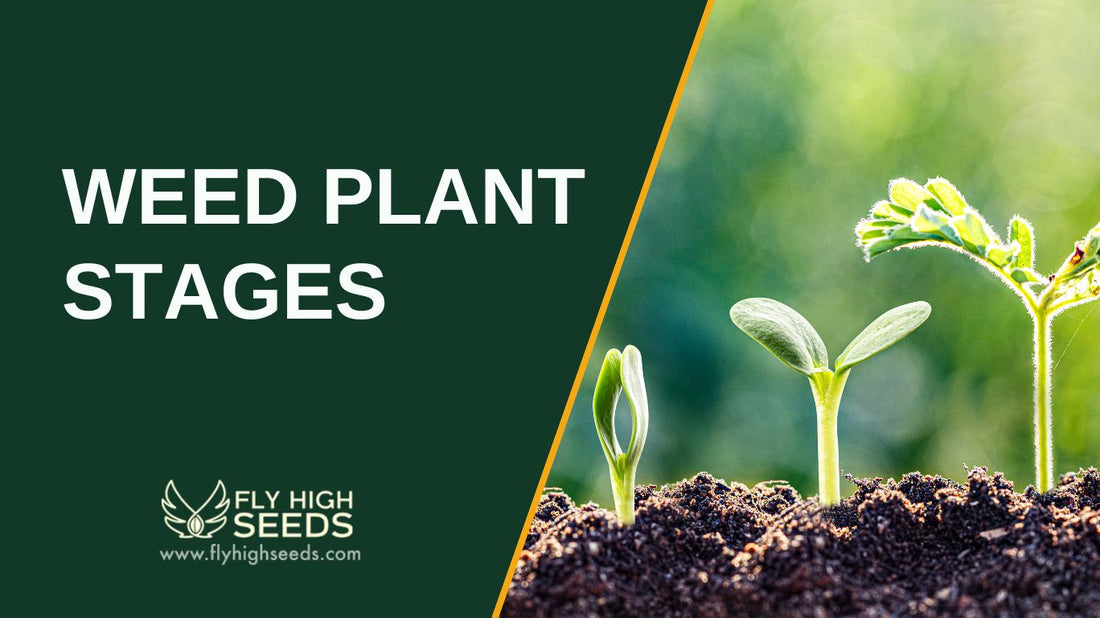 weed plant stages featured image