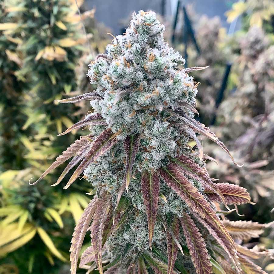 Feminized Seeds