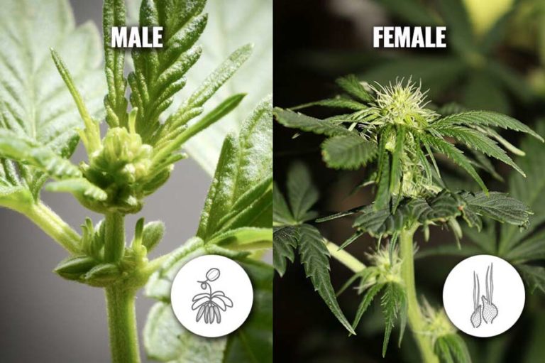 What Are Feminized Cannabis Seeds?