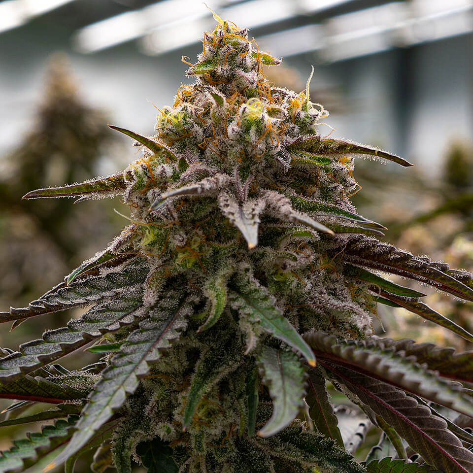 MAC 1 Seeds Feminized - Fly High Seeds