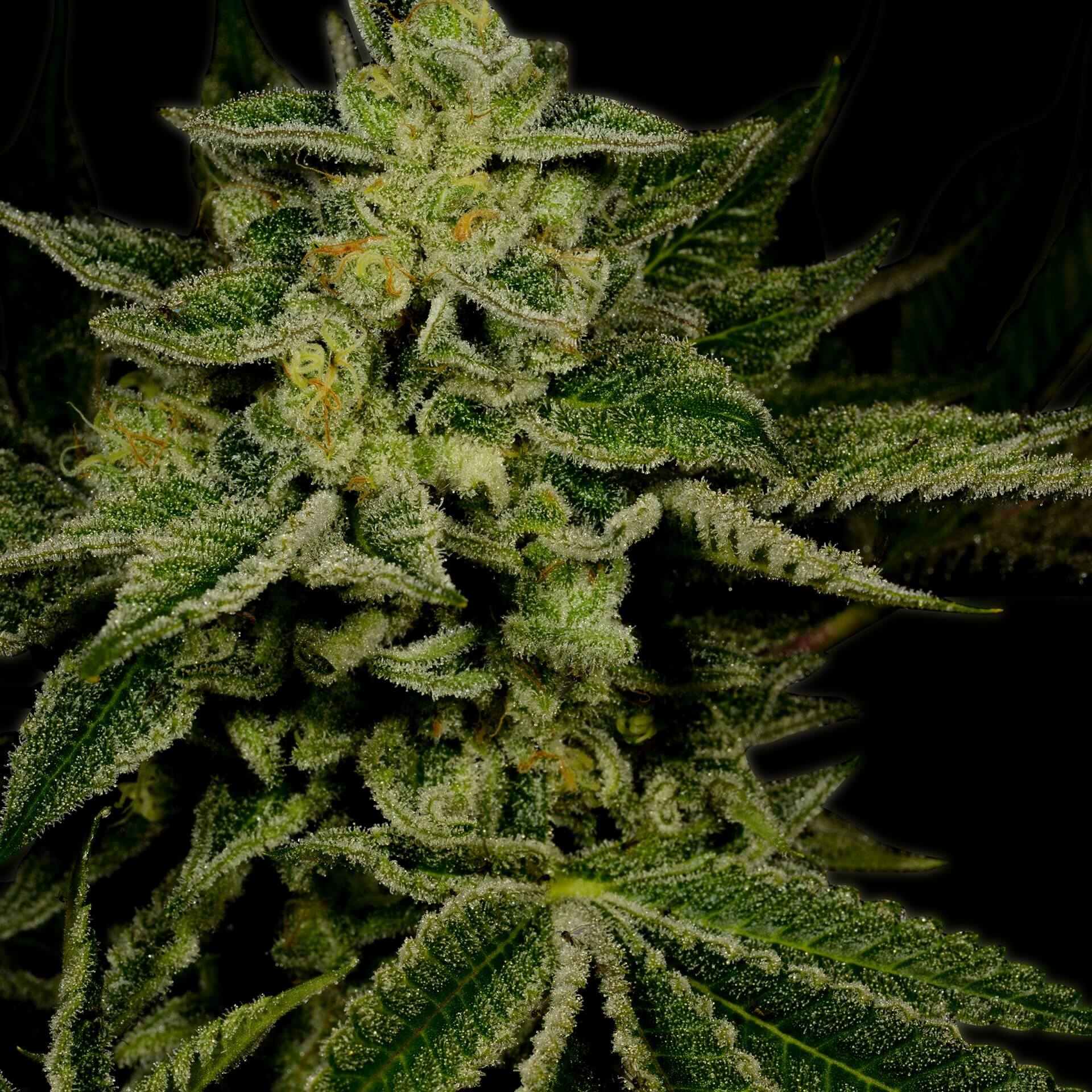 Jack Herer Seeds Feminized - Fly High Seeds
