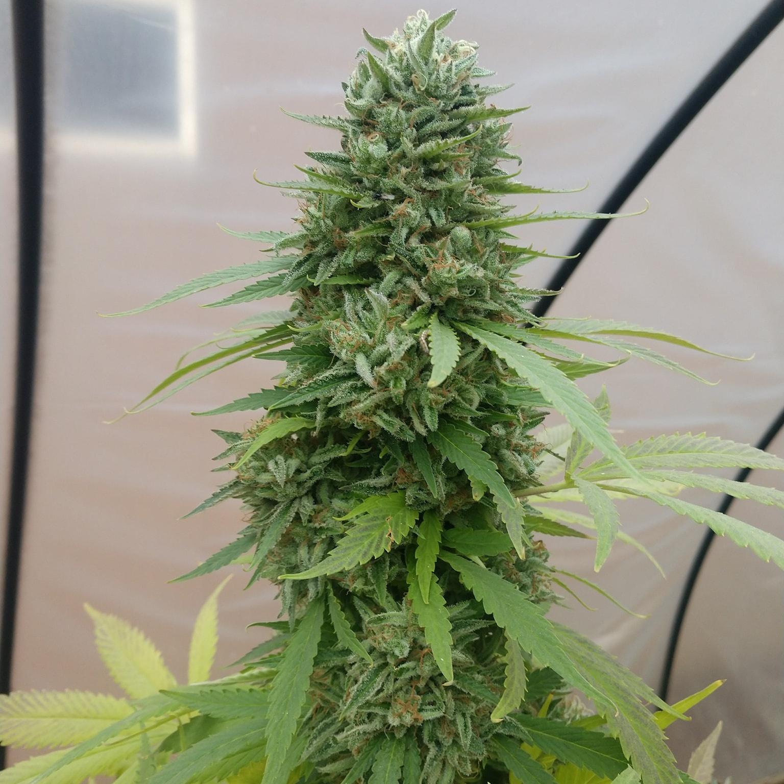 Jack Herer Seeds Feminized - Fly High Seeds