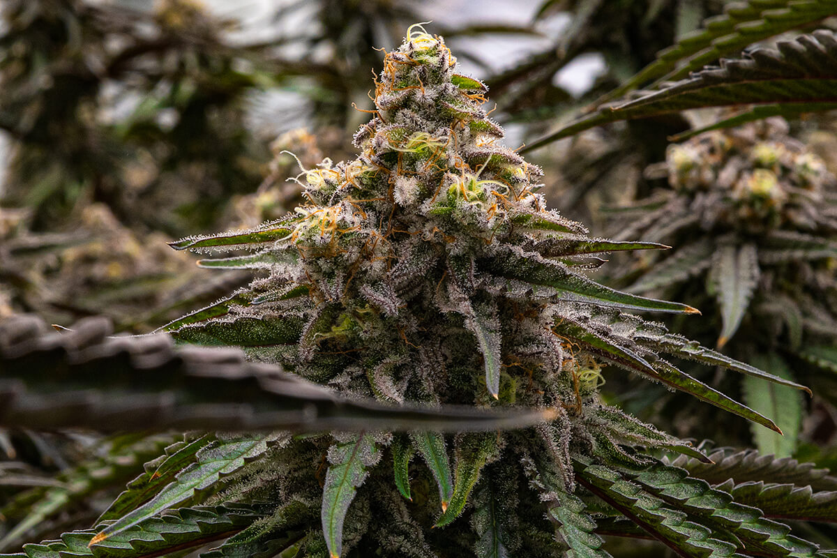 MAC 1 Seeds Feminized - Fly High Seeds