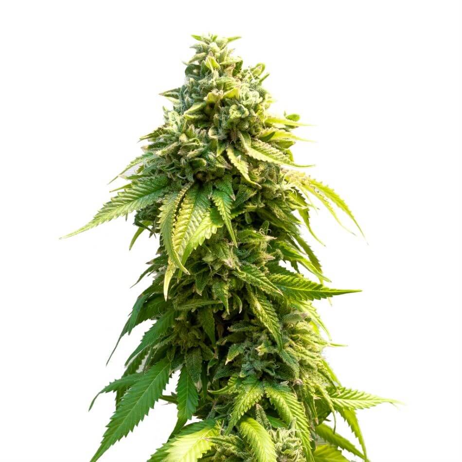 Pineapple Express Seeds Feminized - Fly High Seeds