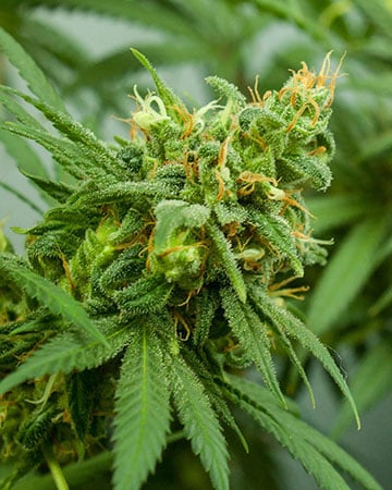 Pineapple Express Seeds Feminized - Fly High Seeds