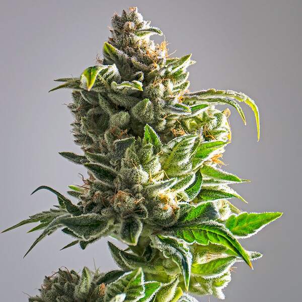 Pineapple Express Seeds Feminized - Fly High Seeds