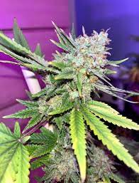 Super Silver Haze Seeds Feminized - Fly High Seeds