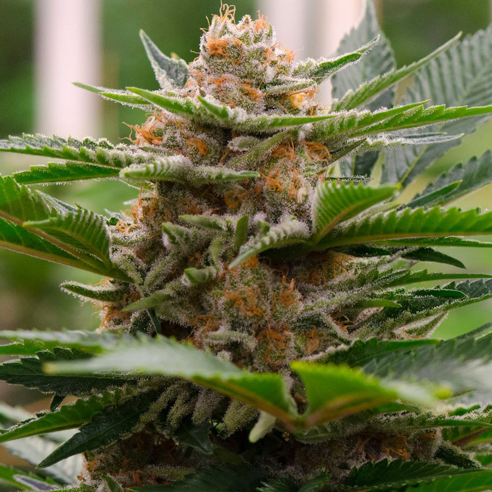 Strawberry Cough Seeds Feminized - Fly High Seeds