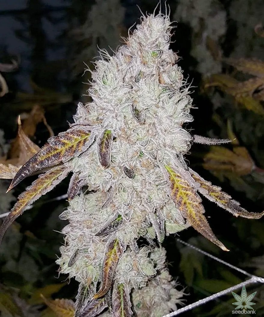 Wedding Cake Seeds Autoflower - Fly High Seeds