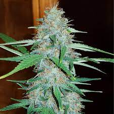 White Widow Seeds Feminized - Fly High Seeds